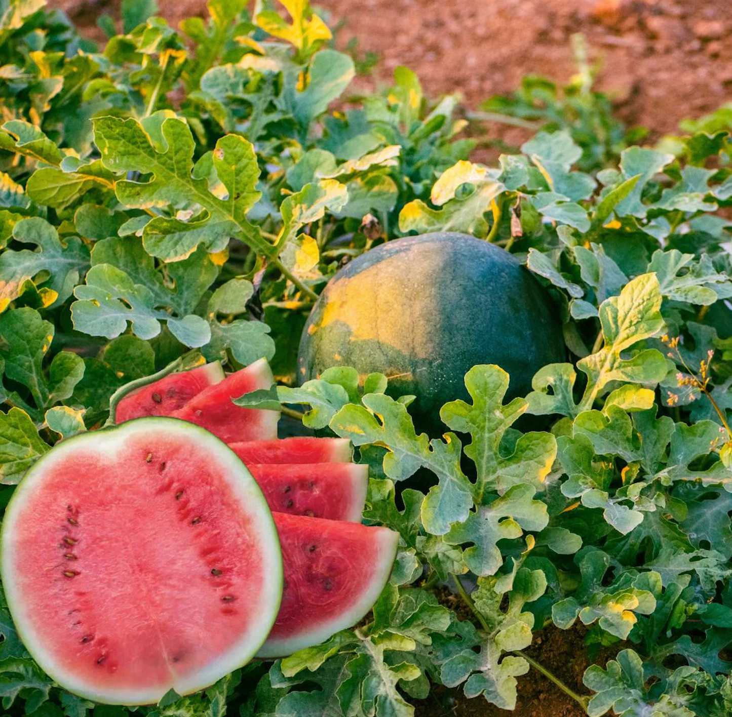 Watermellon ~ Blacktail Mountain