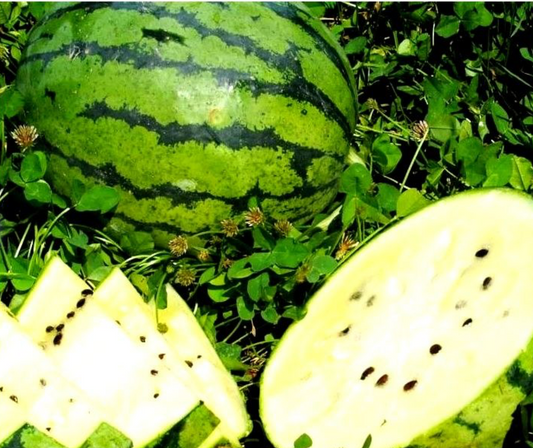 Watermellon ~ Cream of Saskatchewan